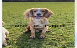 Cockapoo dogs for sale: 1 Cockapoo F1B Puppy left for sale  - Image 9