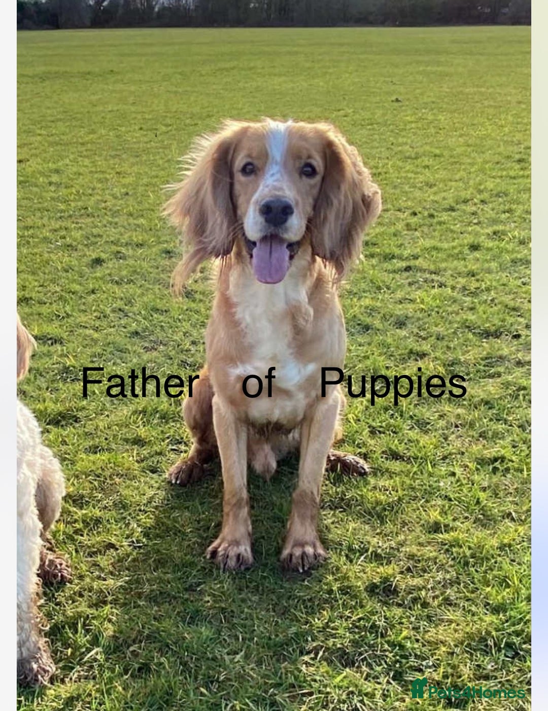 Cockapoo dogs for sale: 1 Cockapoo F1B Puppy left for sale  - Image 9