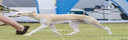 Whippet dogs for stud: Kawrsing Whippets  - Advert 2