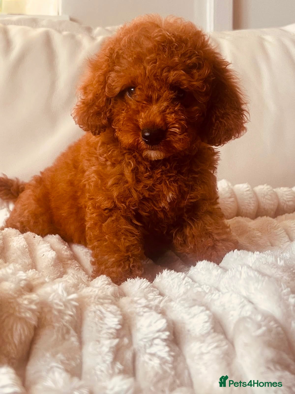 Cavapoo dogs Fully vaccinated deep red curly toy Cavapoos 🐾 - Advert 2