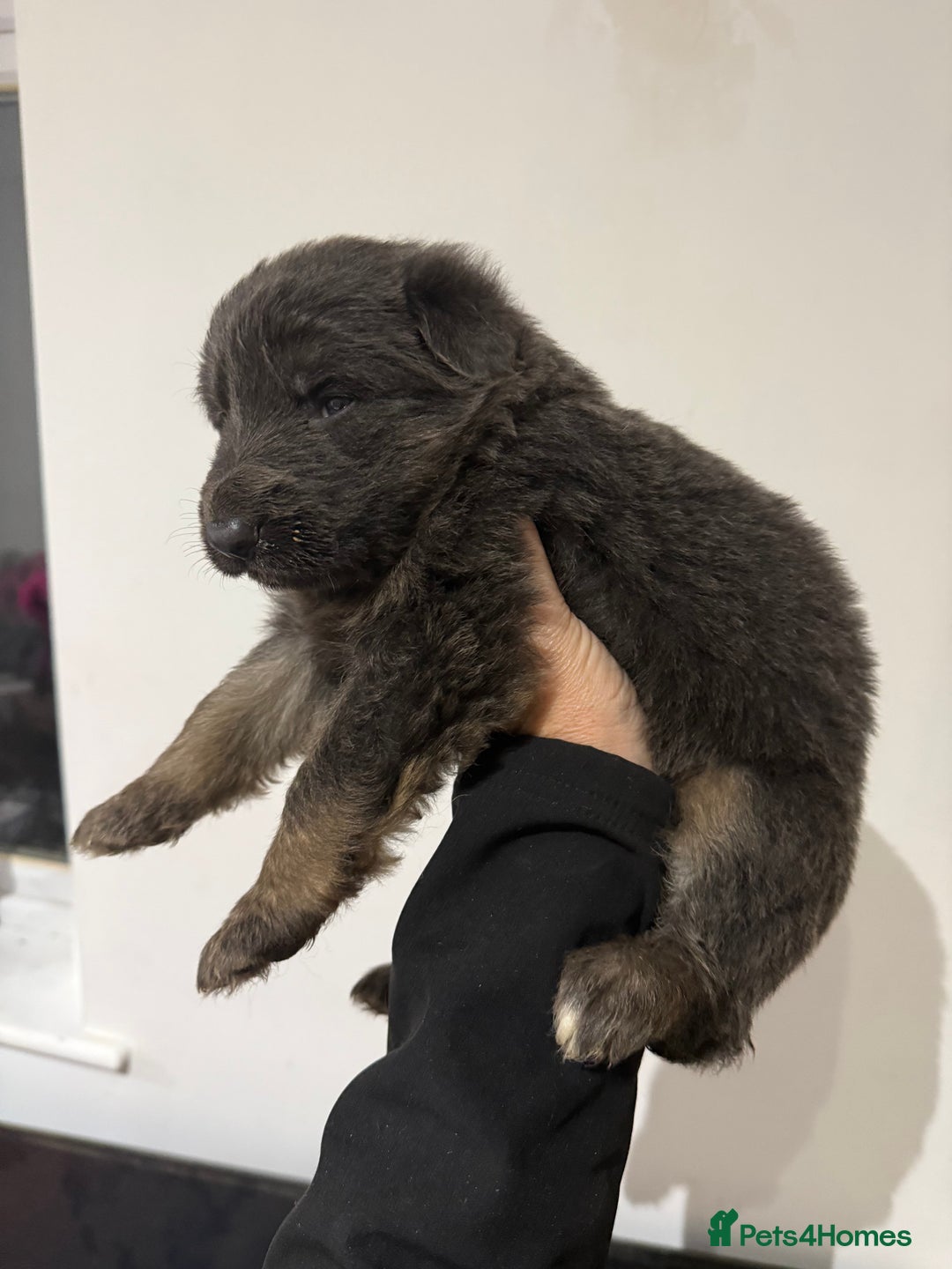 German Shepherd dogs for sale: KC GSD long coat.  Fantastic bloodlines.  - Advert 18