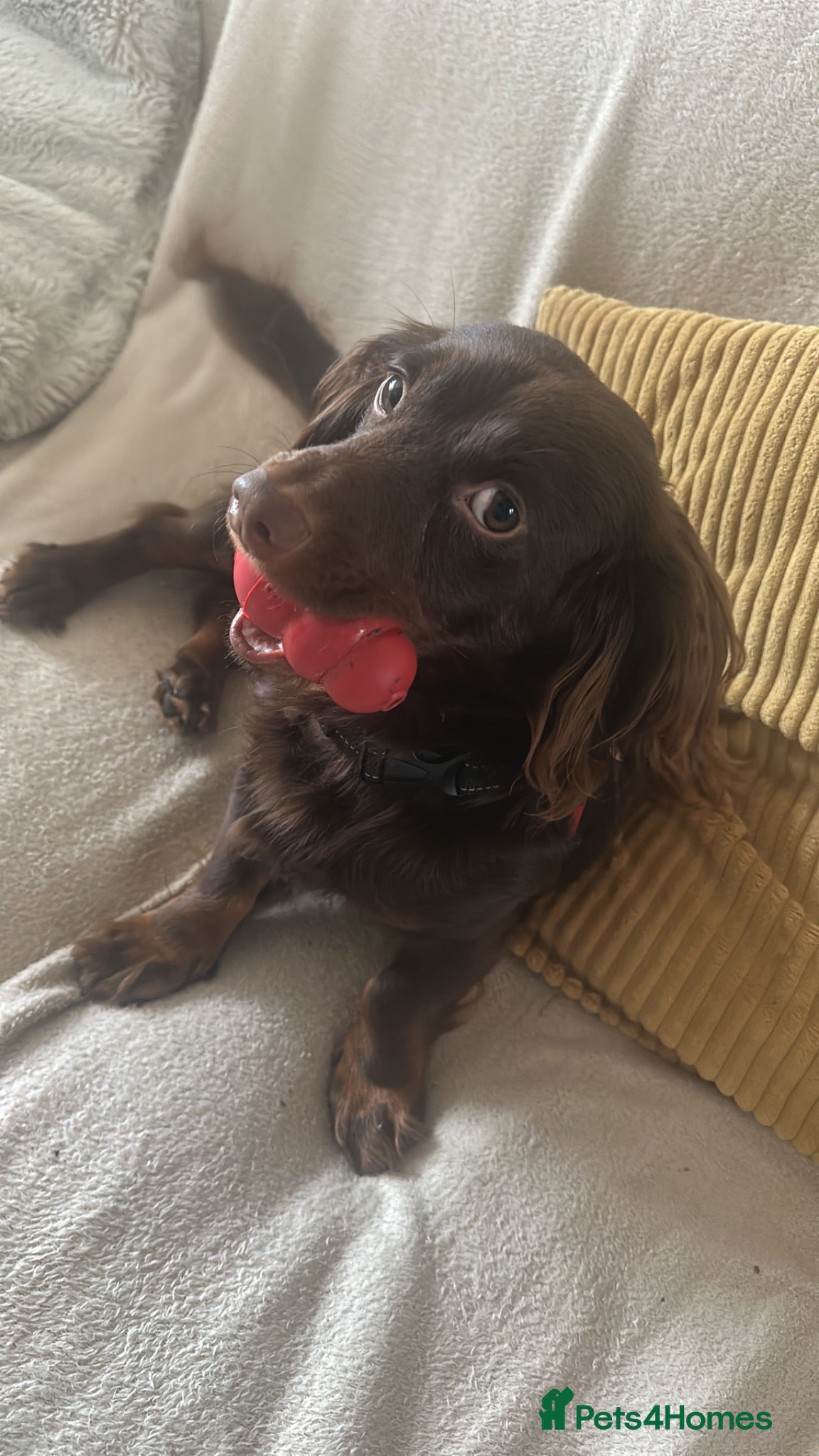 Miniature Dachshund dogs Miniature long-haired dachshund - Advert 4
