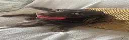 Miniature Dachshund dogs for sale: Miniature long-haired dachshund - Advert 1