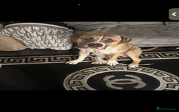 Mixed Breed dogs for sale: Blaze  - Image 2