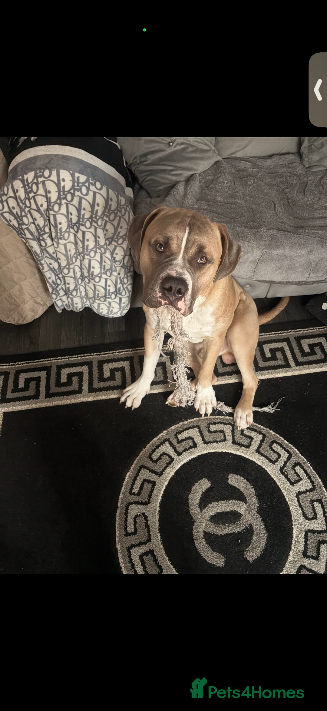 Mixed Breed dogs for sale: Blaze  - Image 2
