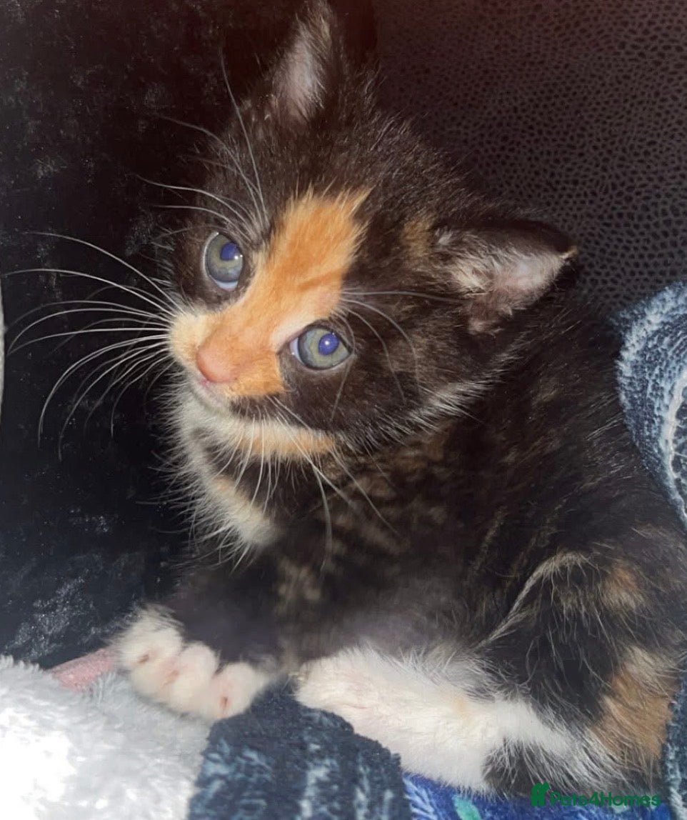 Mixed Breed cats Beautiful playful litter of kittens  - Advert 5