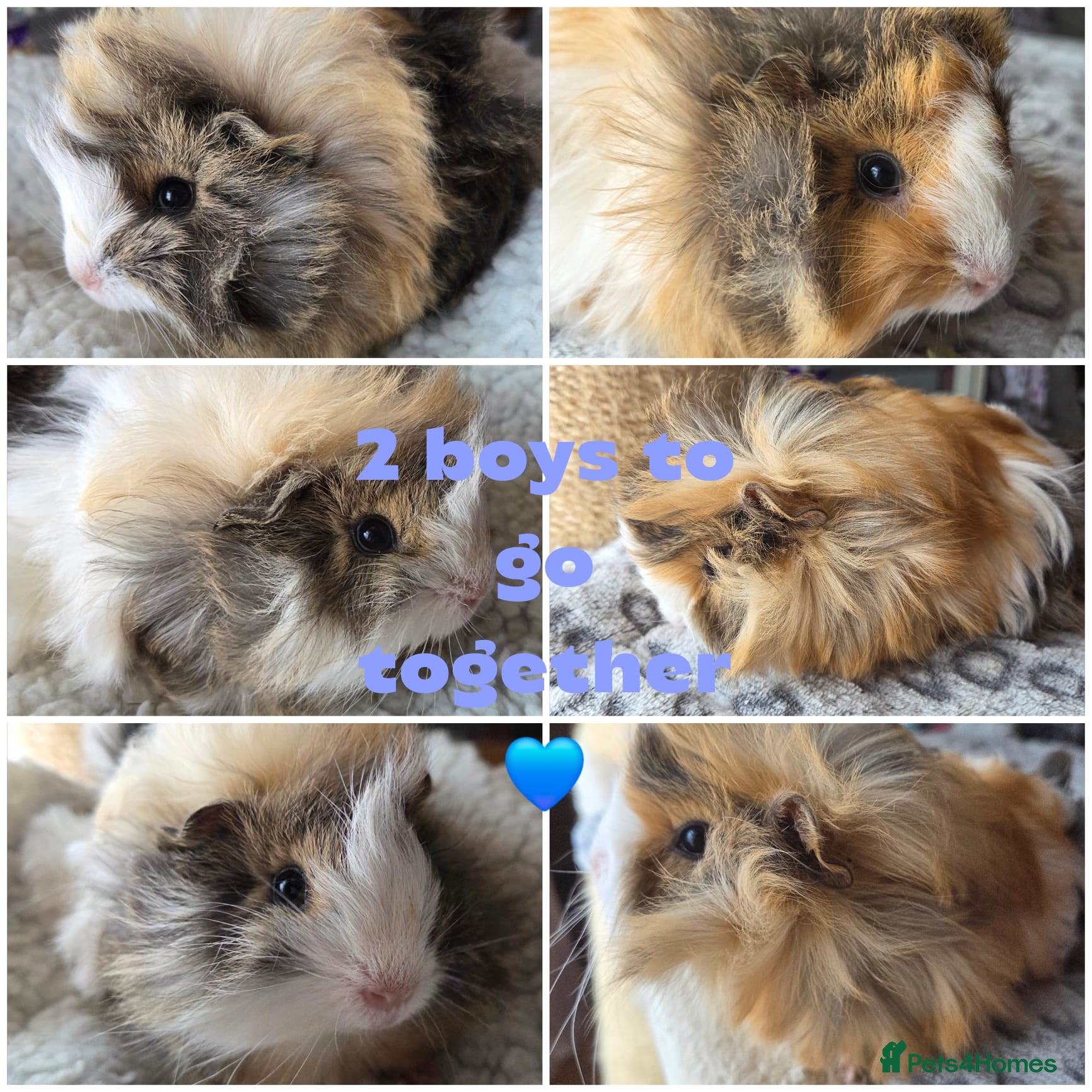 Guinea Pig rodents 4 cute piggys male and female  - Advert 1