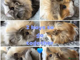 Guinea Pig rodents 2 cute male piggys - Advert 4