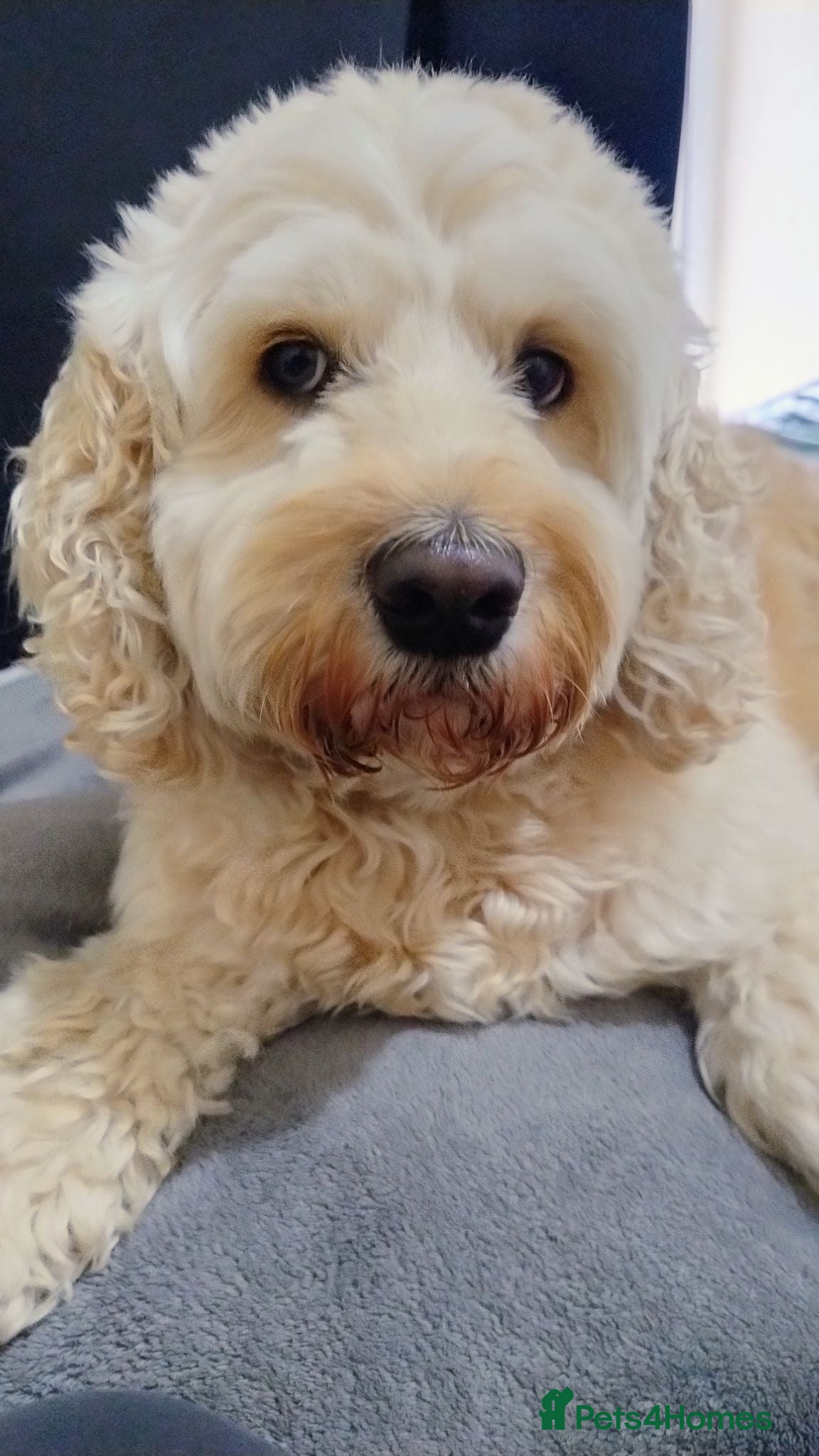 Mixed Breed dogs Ralfie's available for stud with any similar breed - Advert 5
