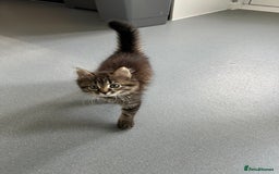 Mixed Breed cats for sale: Kitten  - Image 2