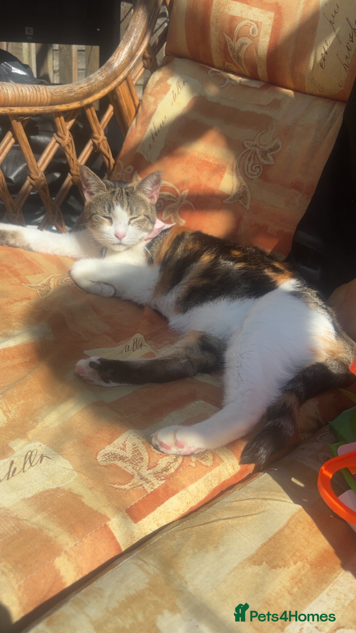 British Shorthair cats Gorgeous 8yr old female cat for sale - Advert 11