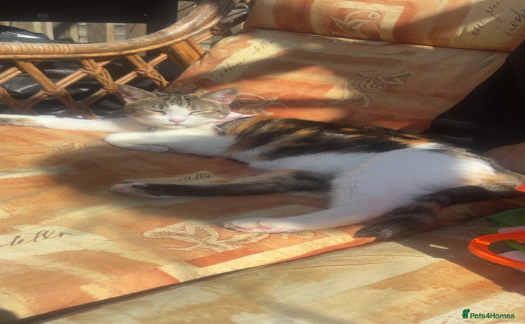 British Shorthair cats - Advert 10