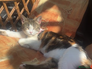 British Shorthair cats - Advert 15