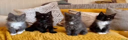 Maine Coon cats for sale: Exceptional TICA Pedigree Maine Coon Kittens - Advert 18