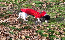 Miniature Dachshund dogs for sale: Miniature Dachsund  - Advert 24