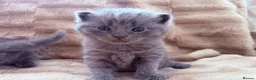 British Shorthair cats for sale: British shorthair kittens  in Trowbridge - Advert 6