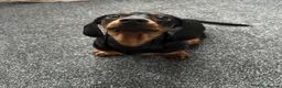 Miniature Dachshund dogs for sale: Miniature dachshund - Advert 4