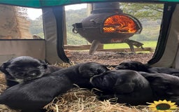 Mixed Breed dogs for sale: Outstanding sprollies pups for sale  - Image 3