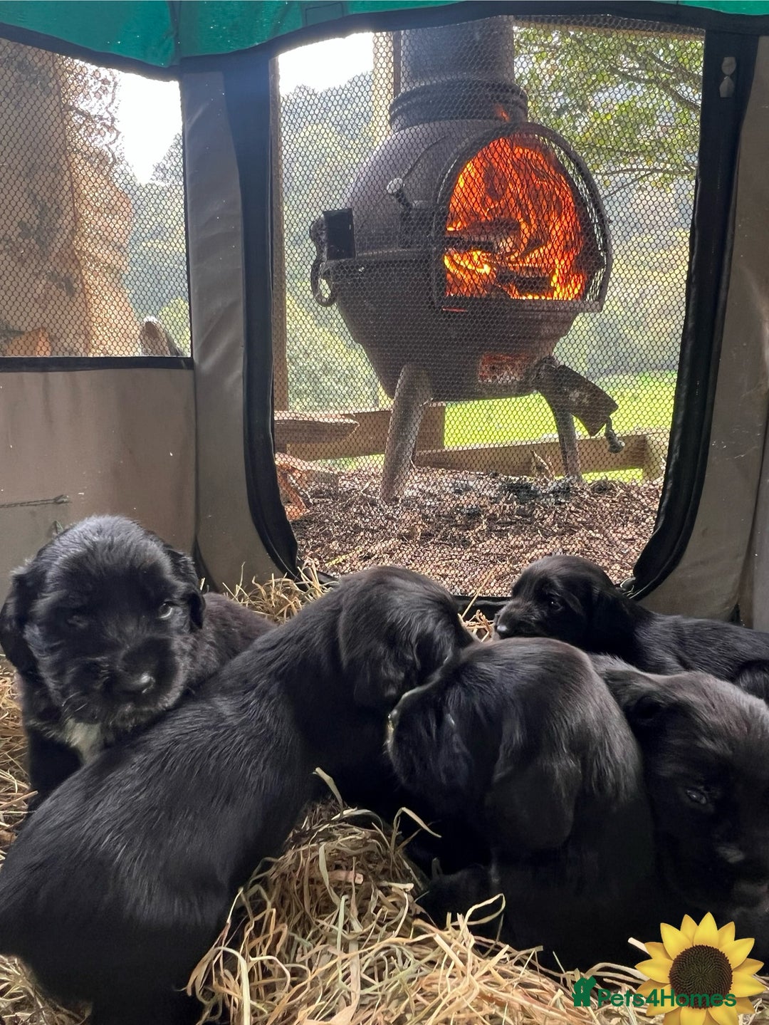 Mixed Breed dogs for sale: Outstanding sprollies pups for sale  - Image 3