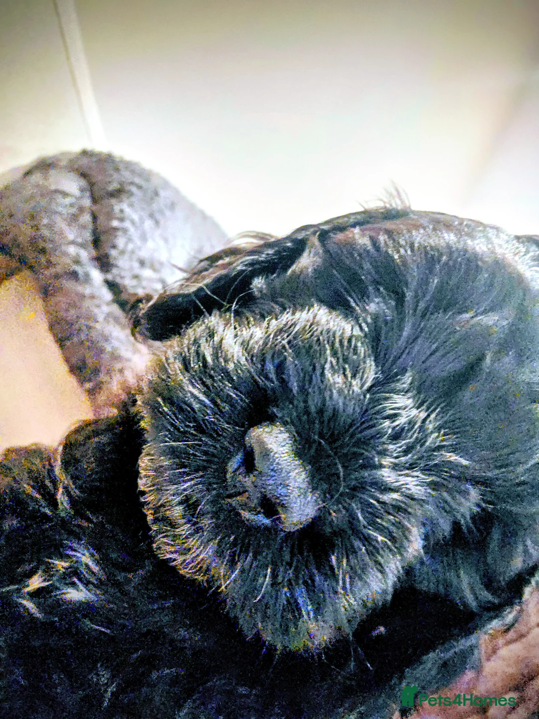 Cockapoo dogs for sale: Black Cockapoo puppies - Advert 2