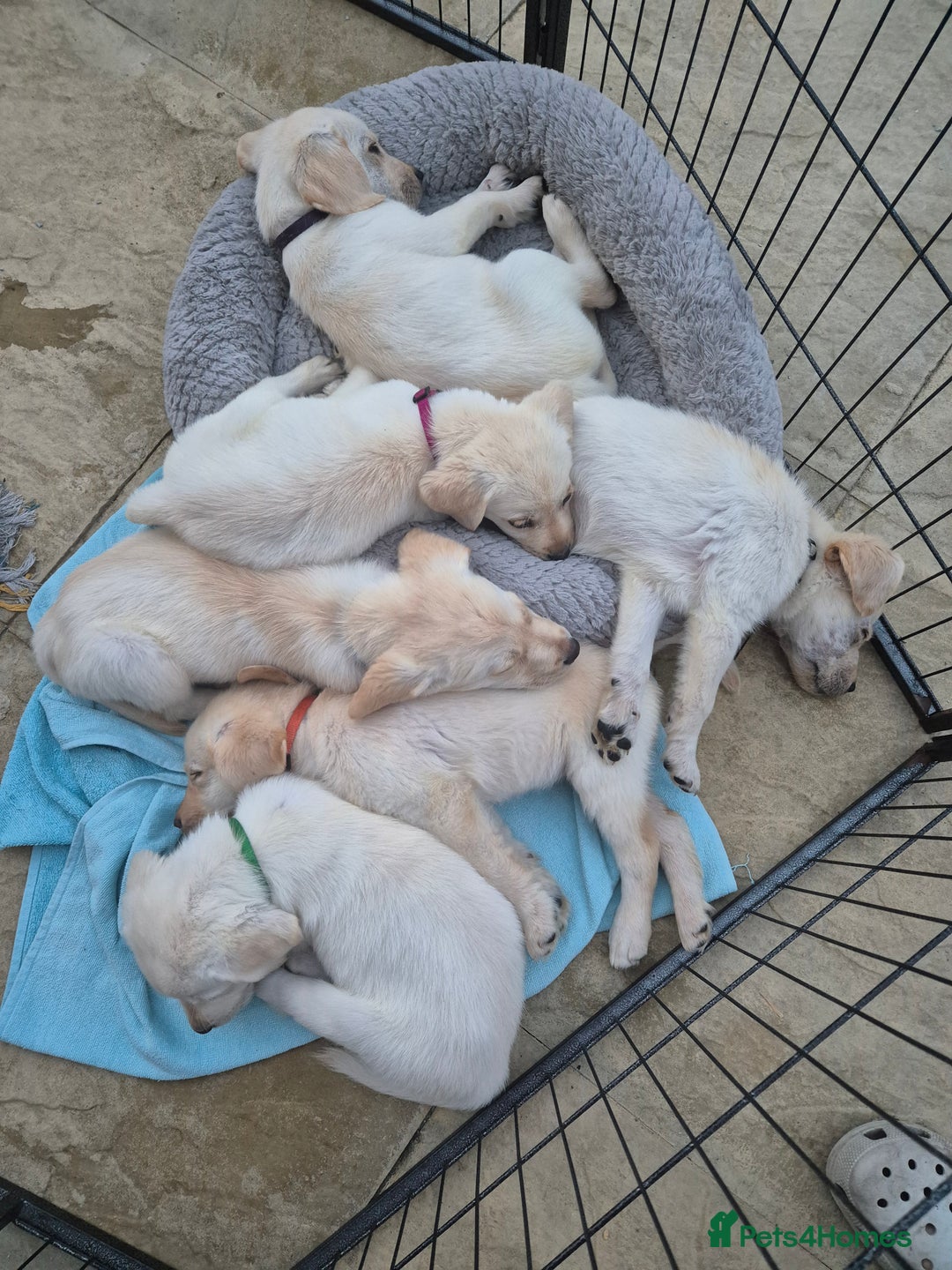 Labrador Retriever dogs for sale: READY TO GO NOW! Beautiful labrador puppies - Image 7