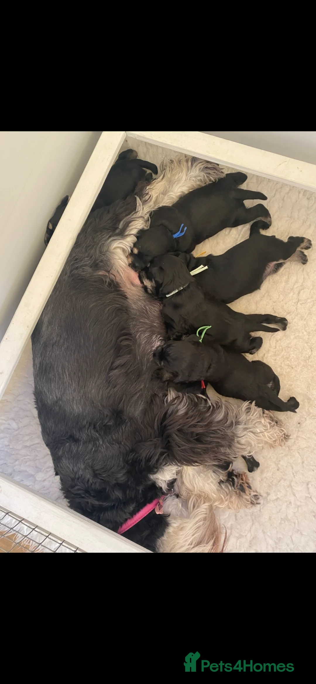 Miniature Schnauzer dogs for sale: Miniature schnauzers  - Advert 3