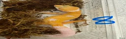 Leopard Gecko reptiles for sale: Leopard geckos - Advert 8