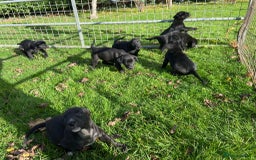 Mixed Breed dogs for sale: Labrador x Huntaway Puppies - Image 2