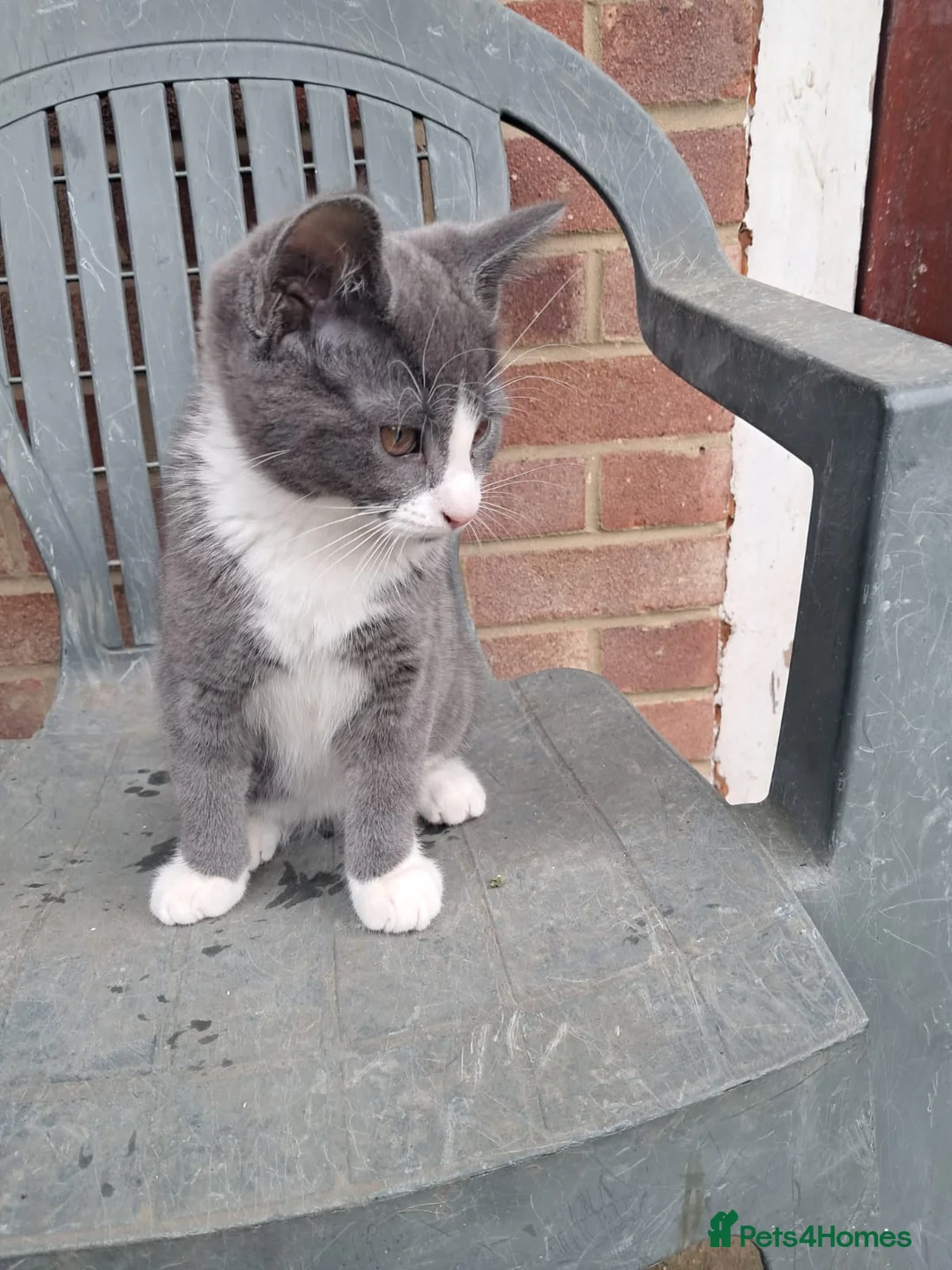 Mixed Breed cats for sale: HWe have 2boys,11 weeks old ready garden house pls - Advert 3