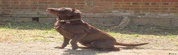 Labrador Retriever dogs for stud: Proven KC Chocolate Labrador for stud.NOT FOR SALE in Faversham - Advert 3