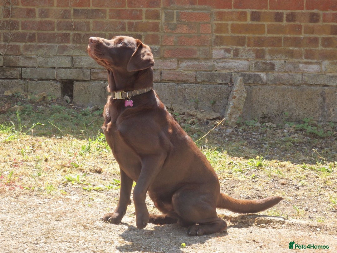 Labrador Retriever dogs for stud: Proven KC Chocolate Labrador for stud.NOT FOR SALE in Faversham - Advert 3