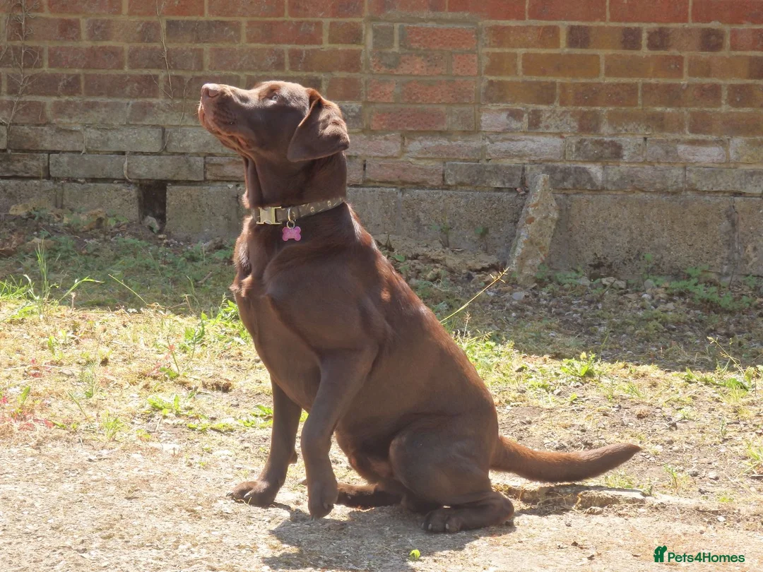 Labrador Retriever dogs for stud: Proven KC Chocolate Labrador for stud.NOT FOR SALE in Faversham - Advert 3