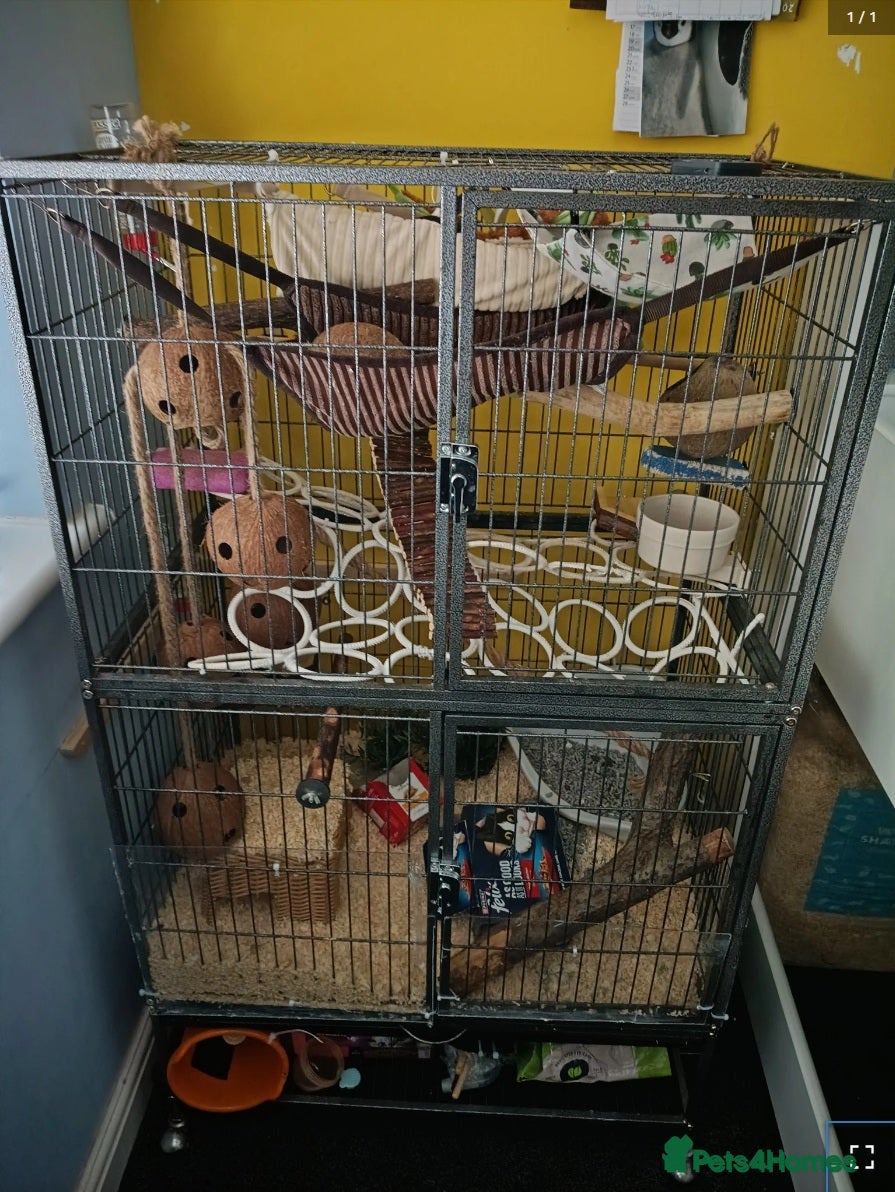 Rat rodents 3 female rats plus cages for sale - Advert 1