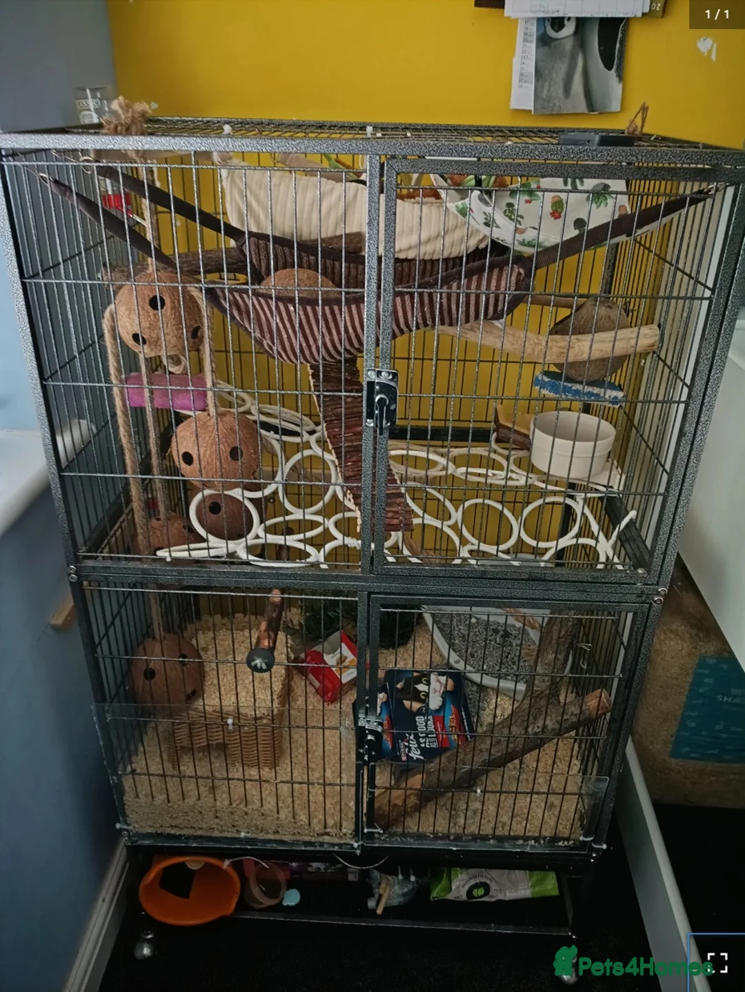 Rat rodents for sale: 3 female rats plus cages for sale in Tamworth - Advert 1