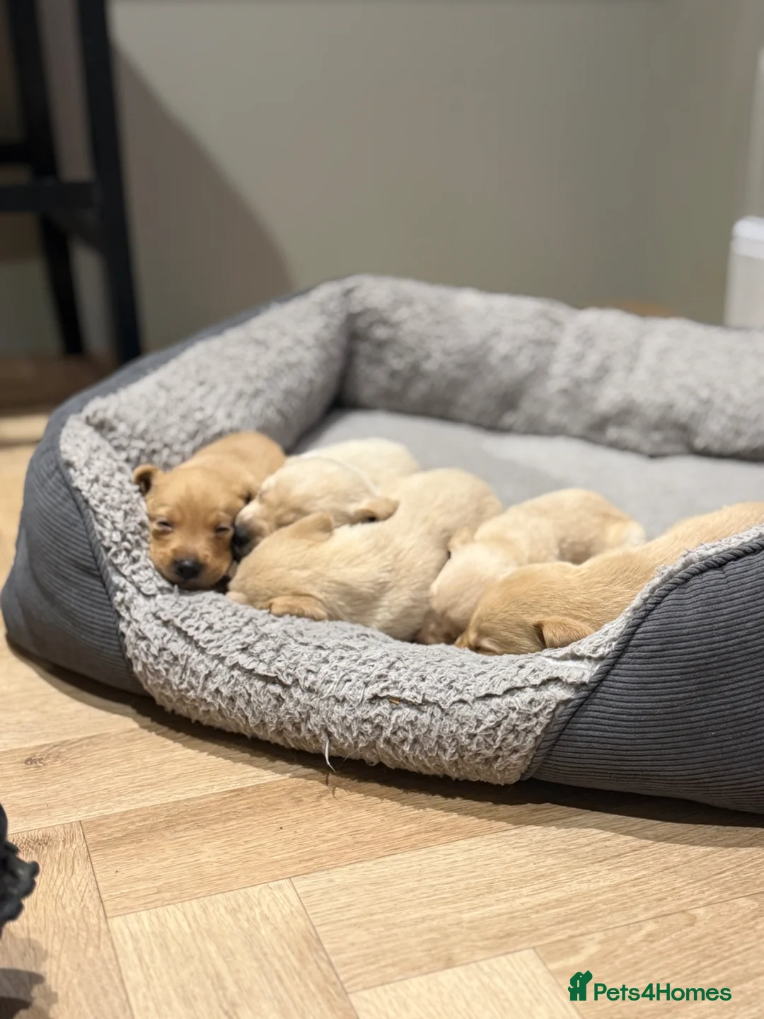 Labrador Retriever dogs for sale: Labrador Retriever's 9 weeks old - Advert 2