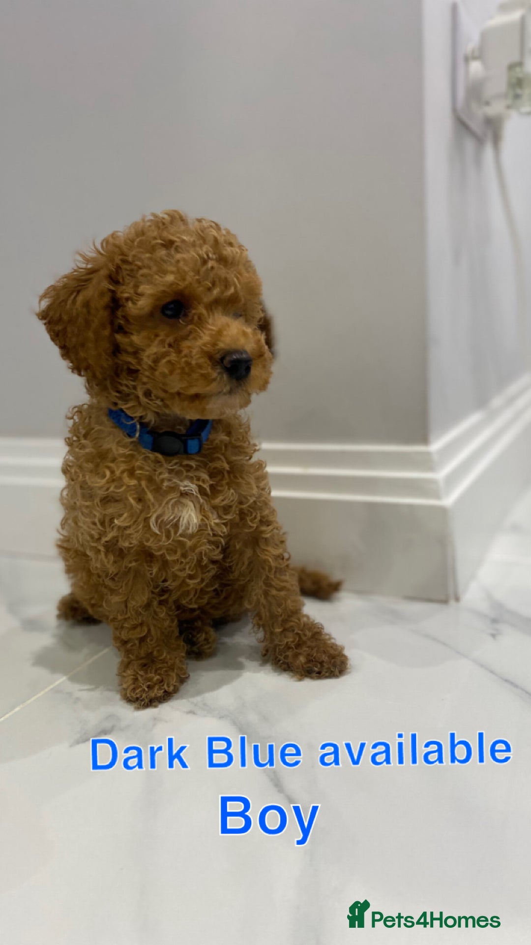 Labradoodle dogs for sale: Multi- Generation Toy/Mini parti Labradoodles   - Advert 39