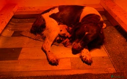 English Springer Spaniel dogs for sale: Last 2!! KC Reg Springer Spaniel Puppies - Image 11
