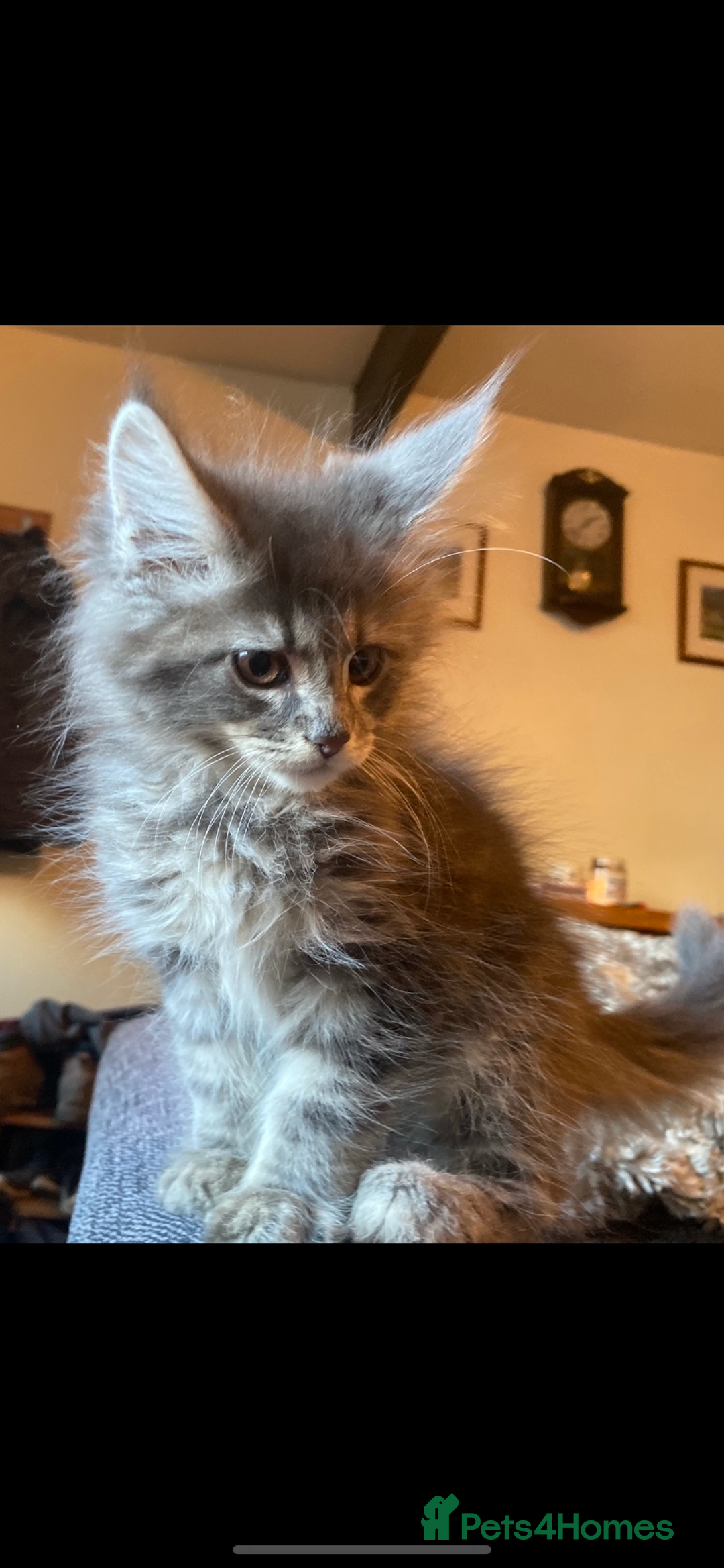 Maine Coon cats for sale: Xl Stunning Maine coon kittens  - Image 25