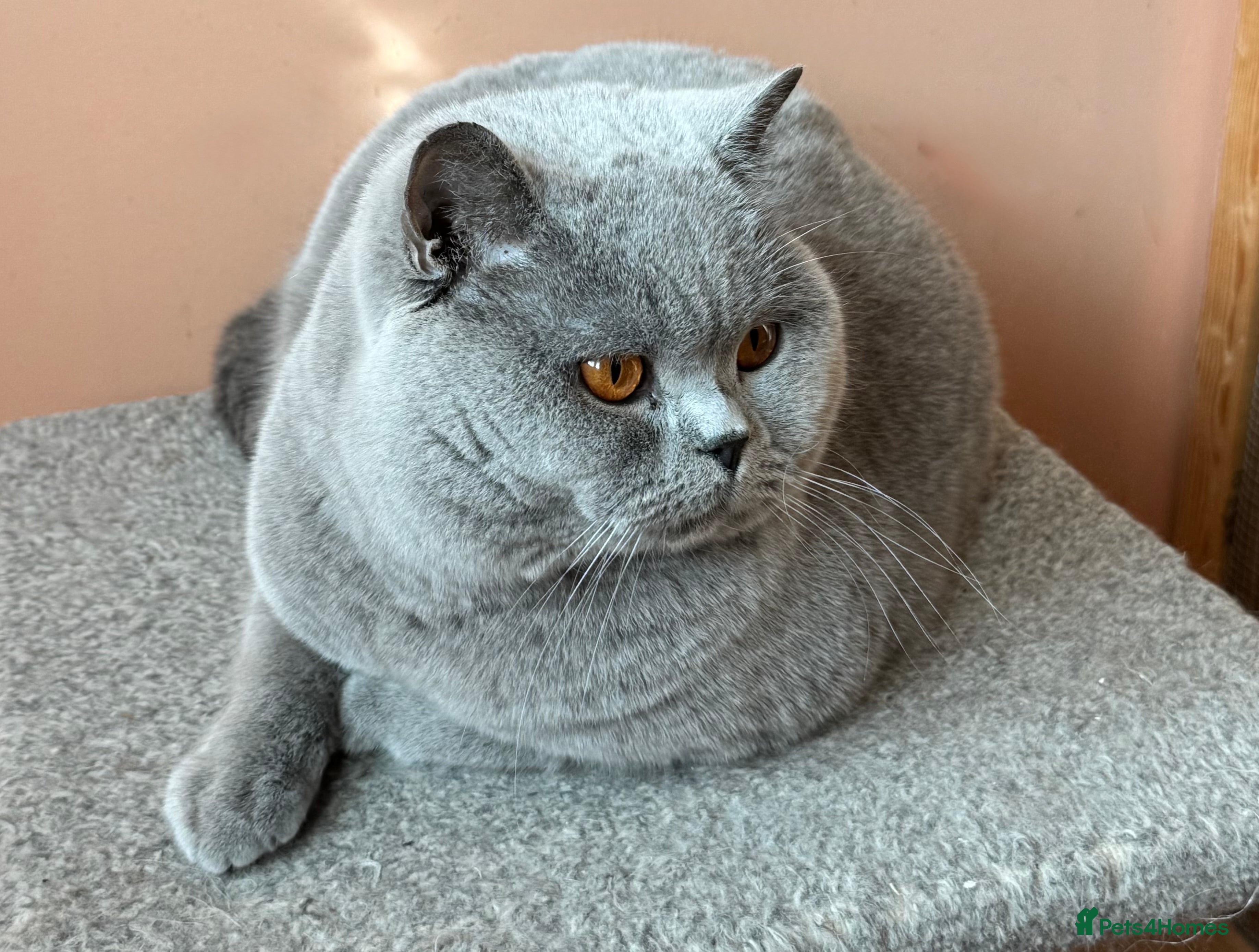 British Shorthair cats Stunning Import BSH Boy,GCCF&TICA active-for stud! - Advert 17