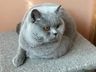 British Shorthair cats Stunning Import BSH Boy,GCCF&TICA active-for stud! - Advert 17