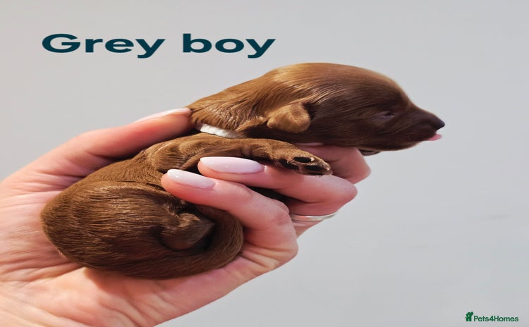 Cavapoo dogs - Advert 4