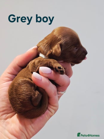 Cavapoo dogs - Advert 4