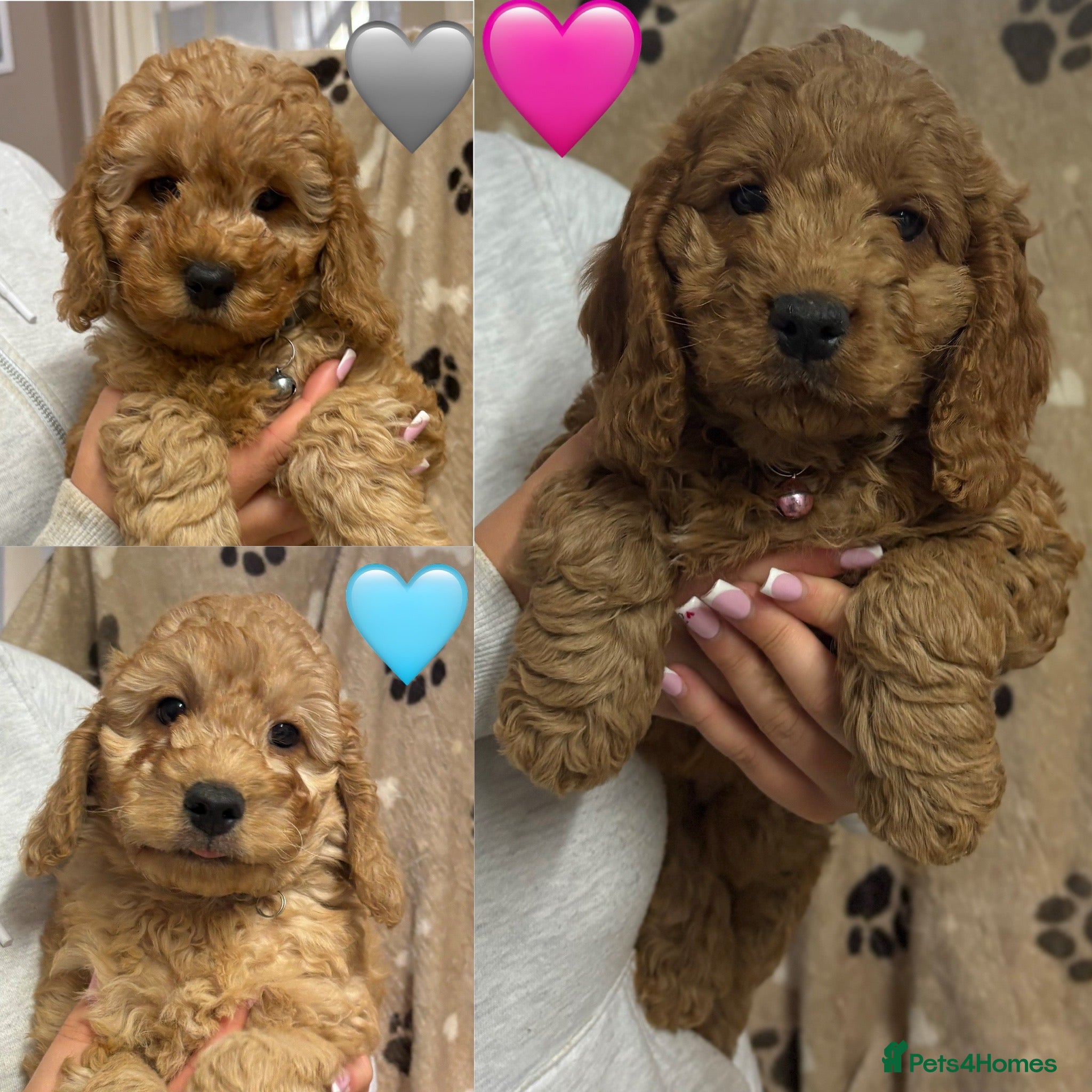 Cockapoo dogs Ready Now Miniature F1B Cockapoo puppies for ssle - Advert 2