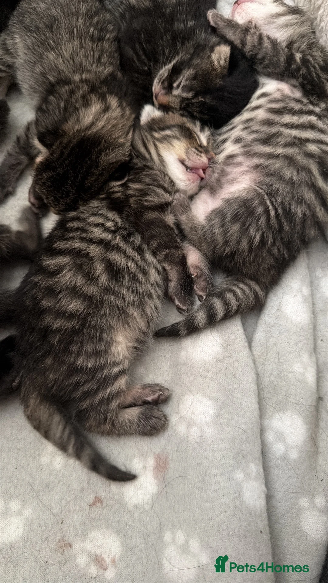 Mixed Breed cats for sale: Kittens in Plymouth - Advert 11