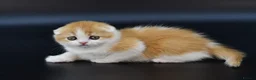 Scottish Fold cats for sale: LICENSED CATTERY PURE BREED TOP QUALITY KITTENS - Advert 14