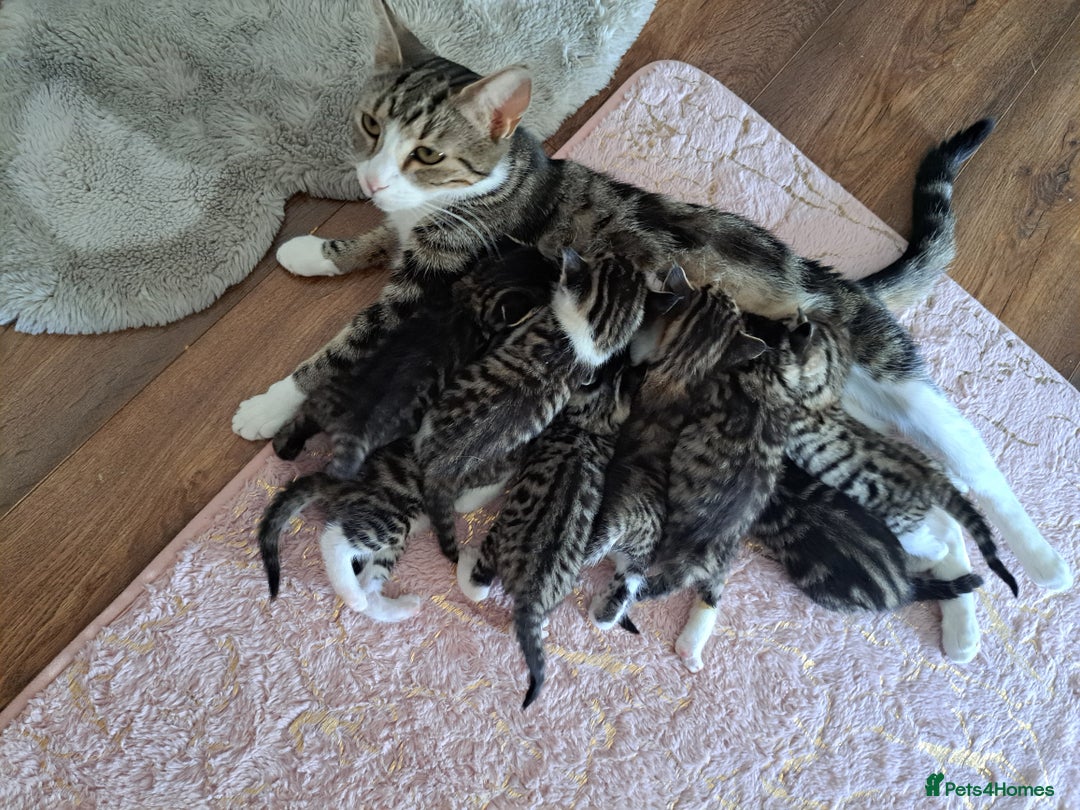 Mixed Breed cats for sale: Kittens - Image 13
