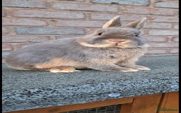 Netherland Dwarf rabbits for sale: Netherland Dwarf babies and adults - Image 10