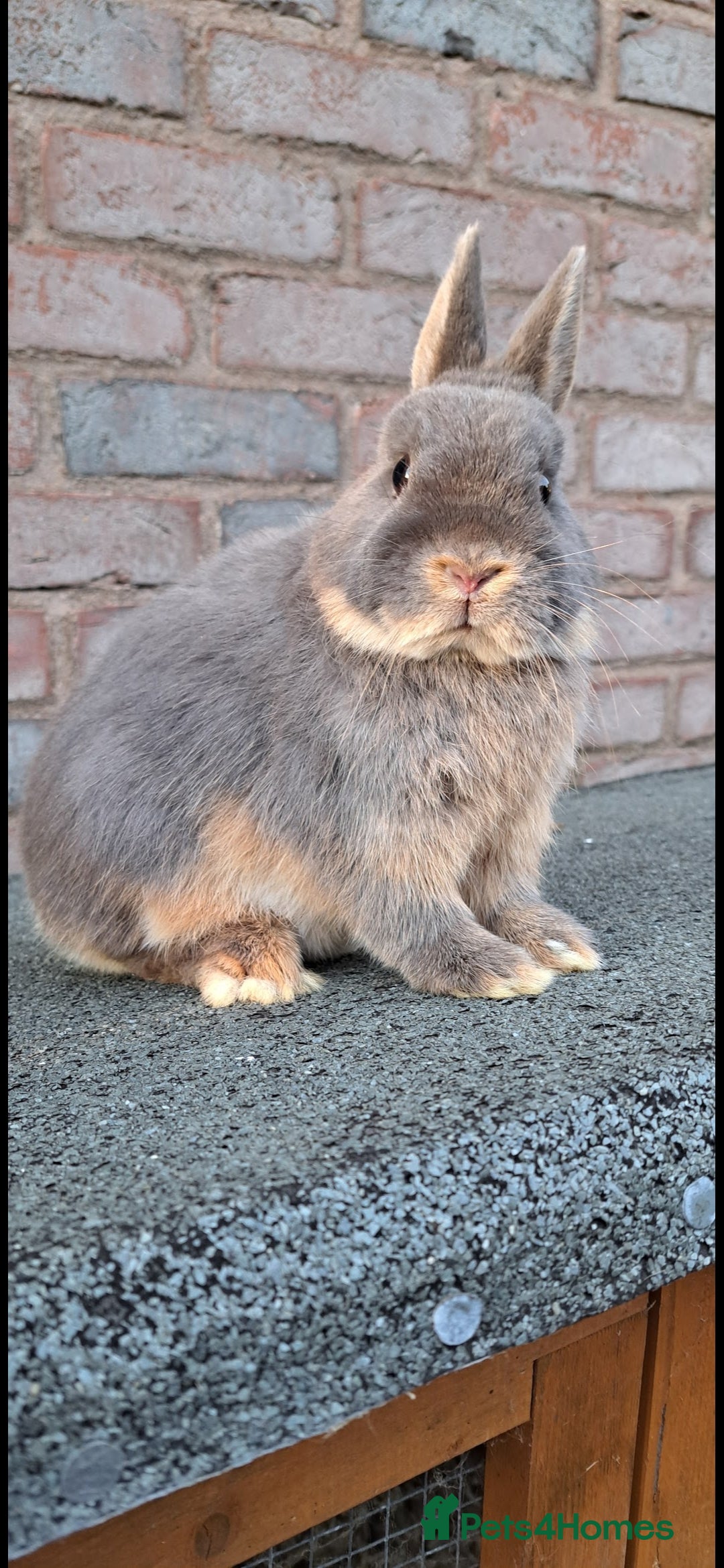 Netherland Dwarf rabbits for sale: Netherland Dwarf babies and adults - Image 10