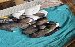 Lurcher dogs for sale: Litter of fabulous Lurchers - Image 3