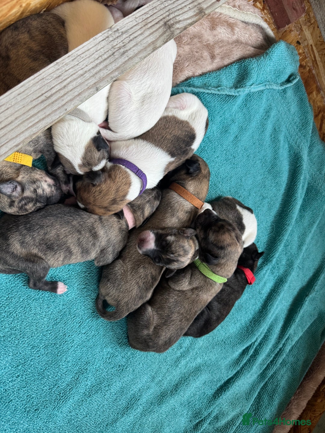 Lurcher dogs for sale: Litter of fabulous Lurchers - Image 3